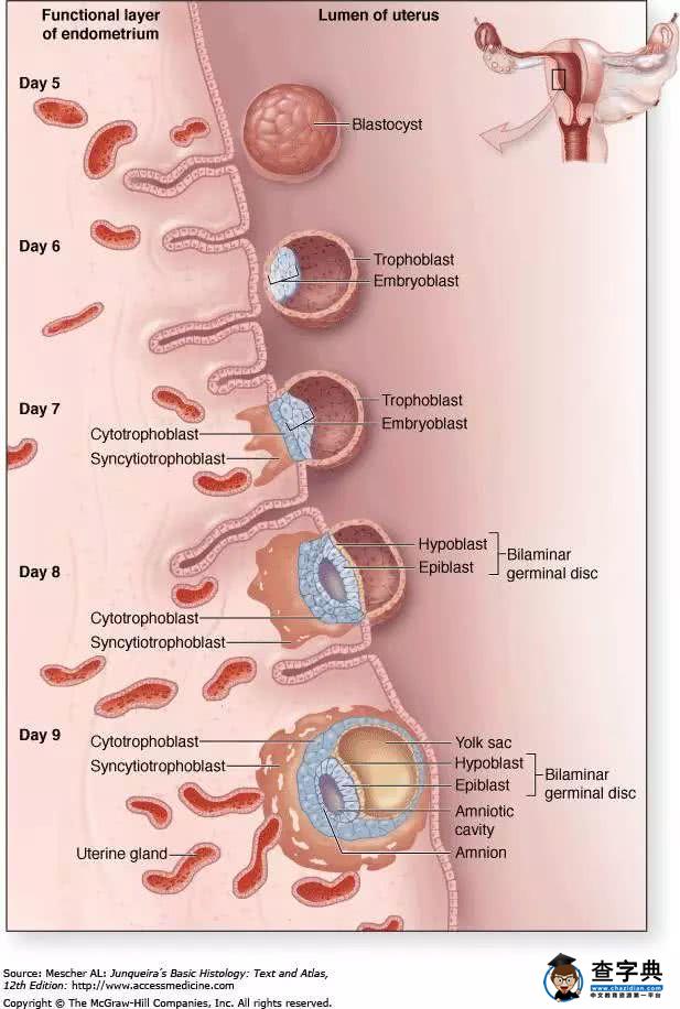 在美国试管婴儿移植后的14天里，胚胎经历了什么？2