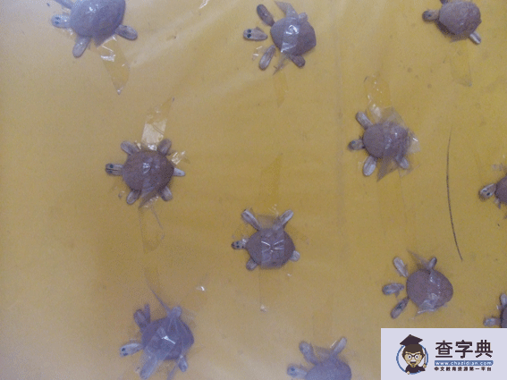幼儿园环境布置走廊：泥工——小乌龟