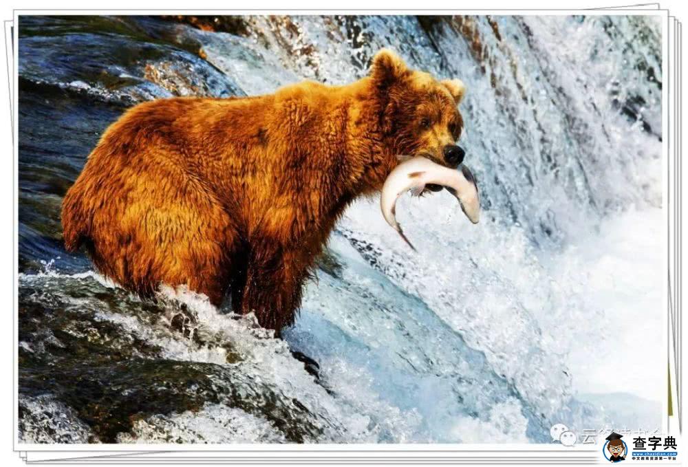 看图作文：构思与范文《小棕熊捕鲑鱼》5