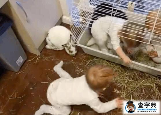 养了一只兔子的妈妈没想到自己的三胞胎出现在笼子里12