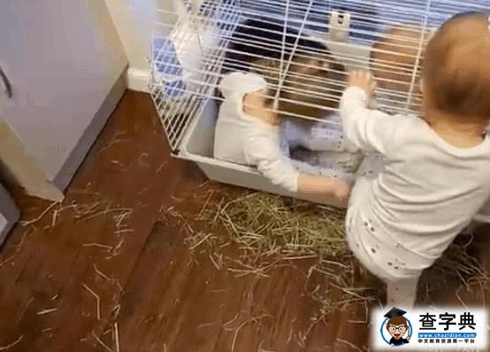 养了一只兔子的妈妈没想到自己的三胞胎出现在笼子里13