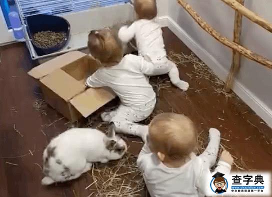 养了一只兔子的妈妈没想到自己的三胞胎出现在笼子里3