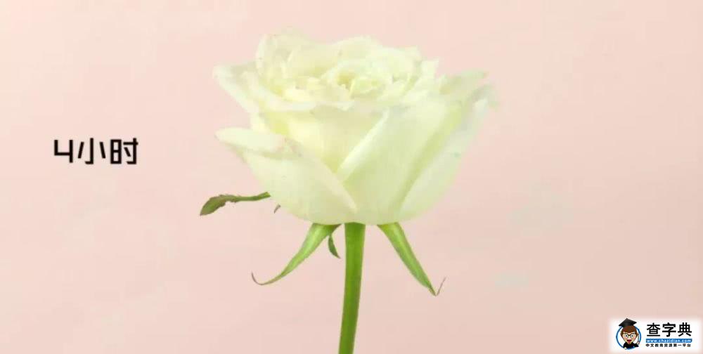 带孩子亲手做的双色玫瑰花才是爸爸送给妈妈的最浪漫的情人节礼物13