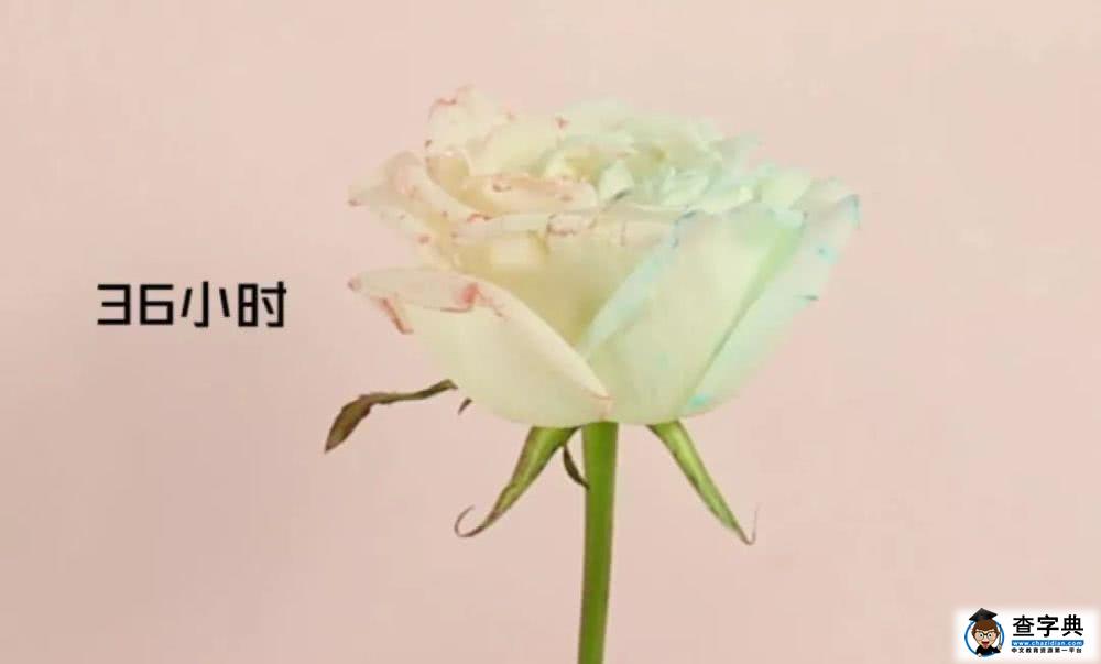带孩子亲手做的双色玫瑰花才是爸爸送给妈妈的最浪漫的情人节礼物15