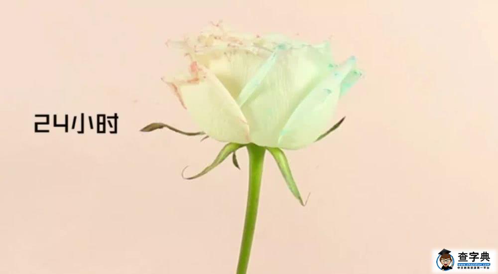 带孩子亲手做的双色玫瑰花才是爸爸送给妈妈的最浪漫的情人节礼物14