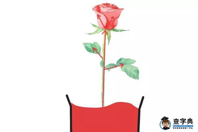 带孩子亲手做的双色玫瑰花才是爸爸送给妈妈的最浪漫的情人节礼物19