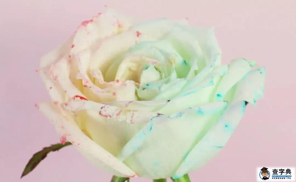 带孩子亲手做的双色玫瑰花才是爸爸送给妈妈的最浪漫的情人节礼物16