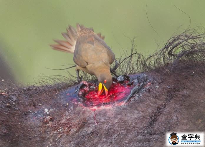 黄嘴牛椋鸟，“吃肉和血的小恶魔”3