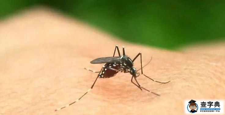 蚊子为什么爱咬宝宝？防止宝宝被咬，夏季驱蚊有妙招3